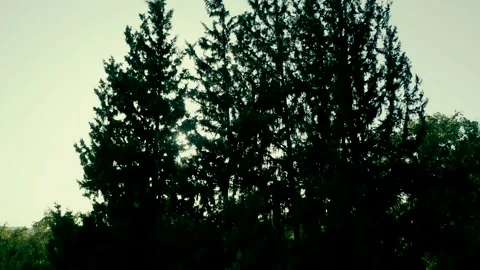 Sun rays trough the trees Видео 219874586