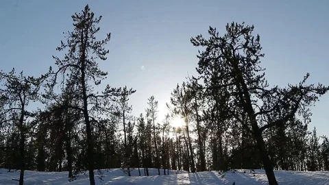 Sun rays trough trees in winter wonderland Stock Footage 78810681