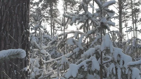 Sun rays try to break through branches of snow-covered trees in the spring Video stock 86396611