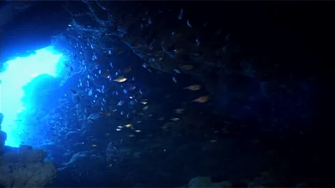 Sun Rays In Underwater Cave with Shoal Of Fish Stock Footage 300936538