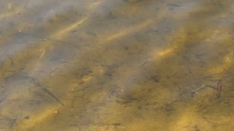 Sun rays in the water Stock Footage 106763668