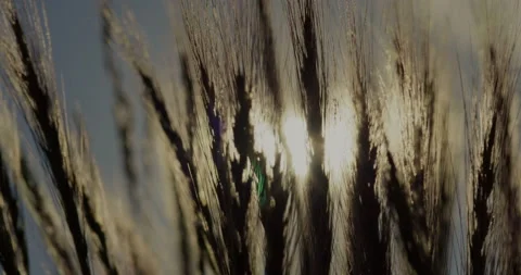Sun Rays Wheat Cinematic - Clip 002 Stock Footage 163897270