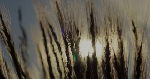 Sun Rays Wheat Cinematic - Clip 001 Stockbeeldmateriaal 163897578