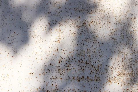 Sun Rays on White Rusty Paint Wall Texture Foto stock