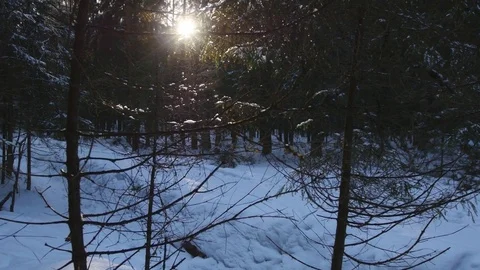Sun rays in winter forest Stock-Footage 73395976