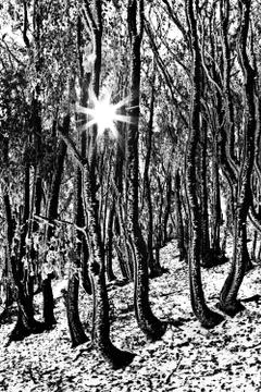 Sun rays in winter forest Stock Photos