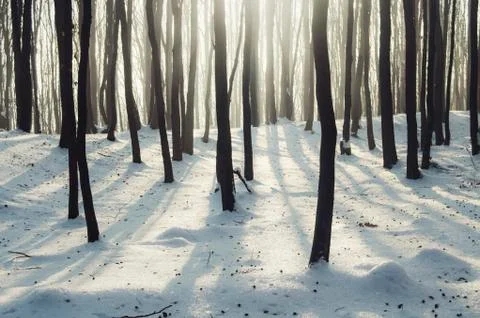 Sun rays in winter forest with snow on ground 스톡 사진