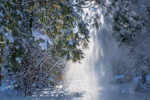 Sun rays in the winter park. Stock Photos