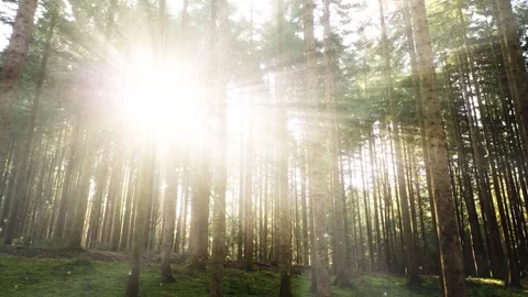 Sun rays in woods with glow particles motion background Stock Footage 337853461