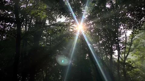 Sun Rays in the Woods Panning Shot Stock Footage 256909285