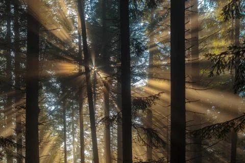 Sun rays in woods. Stock Photos