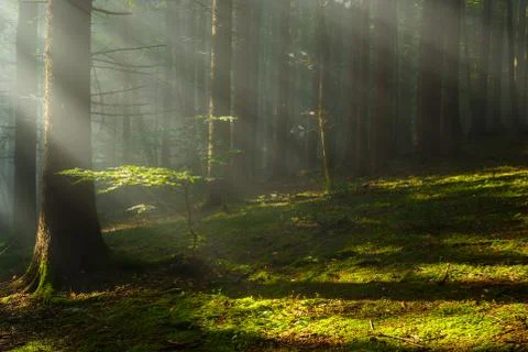Sun rays in woods. Stock Photos