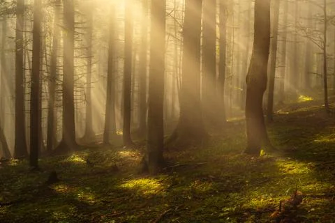 Sun rays in woods. Stock Photos