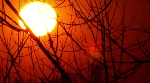 Sun in  red sky through tree branches.  Sunset Time lapse Stock-Footage 36843457