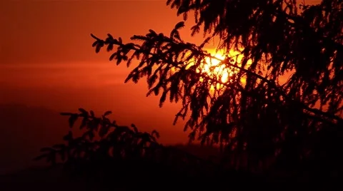 Sun reddish sunset over a fir forests Stock Footage 60798570