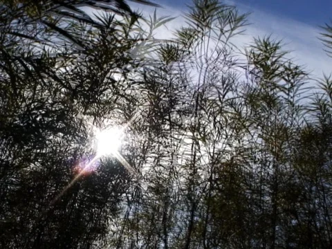 Sun Reeds 1 Stock Footage 490004