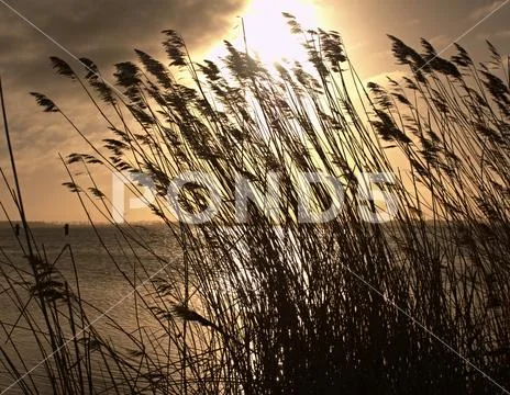 Sun in reeds. Yellow, dry reeds swaying in the wind. Stock Photos