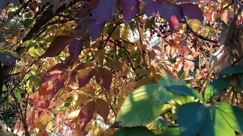 The sun reflected among the rusty leaves of the trees Stock Footage 141710252