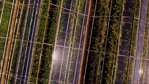 The sun is reflected in the greenhouses Video stock 110755708