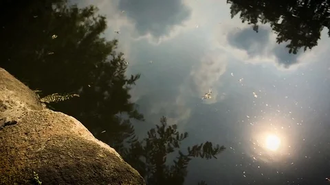 Sun reflected in the pond water Stockbeeldmateriaal 112088562