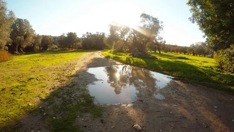 The sun is reflected in a puddle in the middle of an ancient olive garden on a Stock Footage 81630910