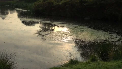 Sun Reflected on Still Water Just After Sunrise Vídeo Stock 139475618