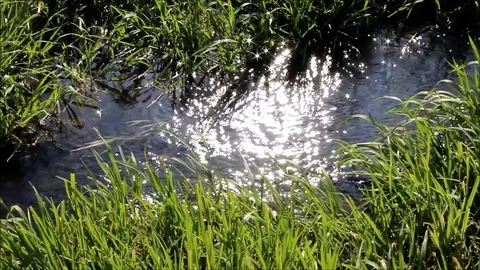 The sun is reflected in a stream whose shores are overgrown with young reeds Stock Footage 77587902