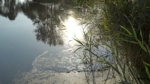 The sun is reflected in the water in the river in the city Park. 스톡 동영상 95689898
