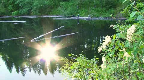 Sun Reflecting in Forest Lake Video stock 11016582