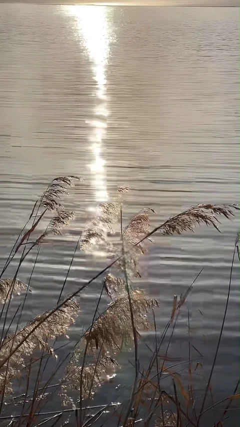 Sun Reflecting on Lake Through Reeds, China Stock-Footage 336765689