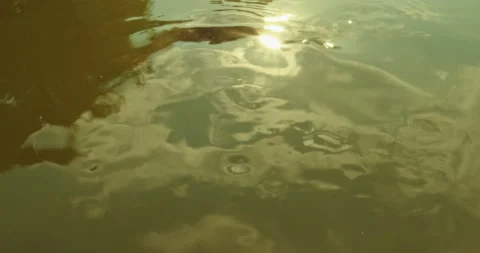 Sun Reflecting in Pond 스톡 동영상 154286834