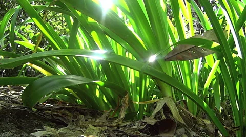 Sun reflecting On Rainforest Plant 스톡 동영상 57676619