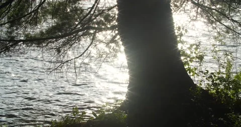 Sun reflecting on water behind tree trunk Stock Footage 239885357