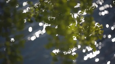 Sun reflecting on water through Ginkgo leaves Video stock 78772256