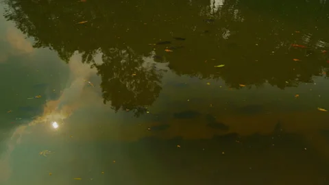 Sun reflection and fish under murky water Stock Footage 321009408
