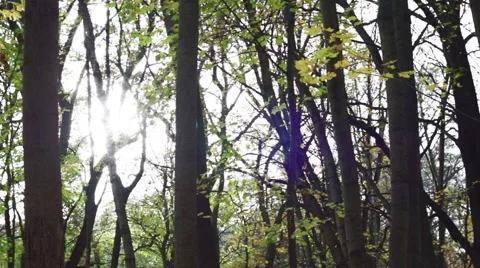 Sun reflection behind the trees in the forest Video stock 45100667
