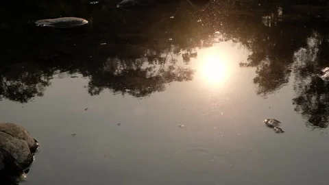 Sun reflection on calm river water surface with gentle ripples and rocks Video stock 347927862