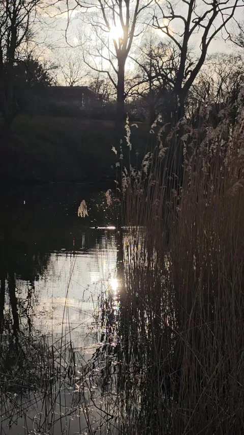 Sun Reflection in Calm Water and Plants in the Breeze Stock Footage 237346981