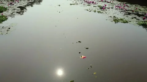 Sun reflection in a canal ,Aerial view of a stream full of red lotuses in Stock Footage 297694688