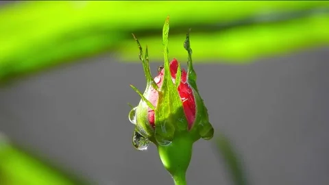 Sun reflection in the drops of water on red rose bud Stock Footage 133615450