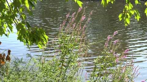 Sun reflection from lake Stock Footage 114715625