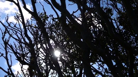 Sun Reflection Passing throught Tree branches Stock Footage 69741651