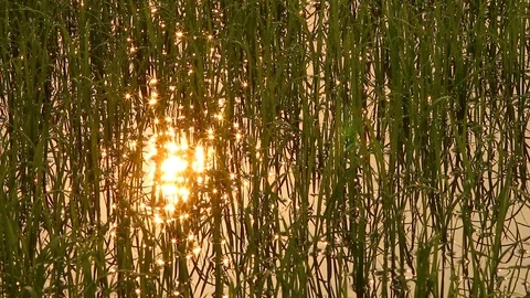 Sun reflection on rice filed ,Chiangmai Thailand Stock Footage 124192891