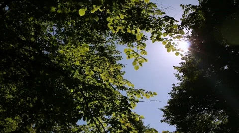 Sun reflection throw tree leaves 스톡 동영상 824063