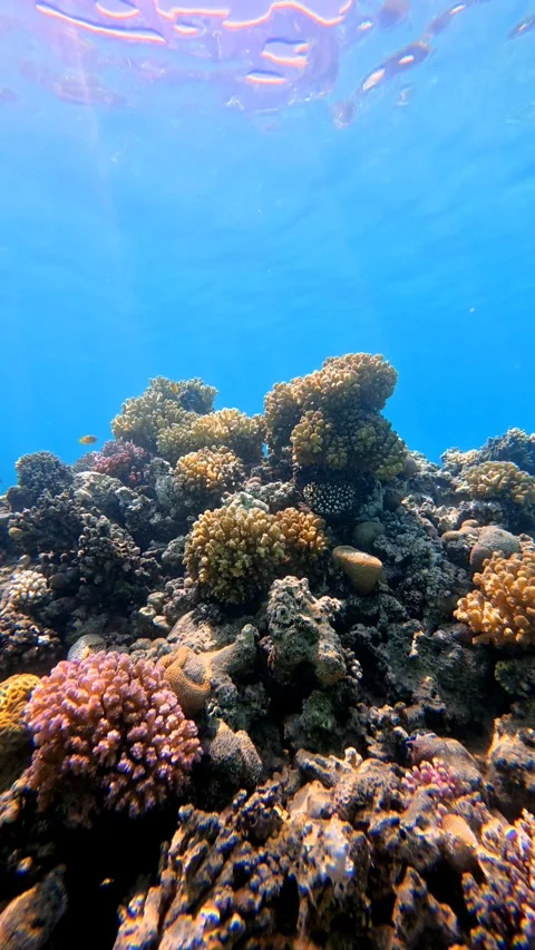 Sun, reflection on the water surface and blue sea with reef Stock Footage 346809464