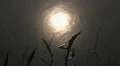 Sun reflection at water's edge in spring season HD Footage