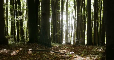 Sun reflections coming through the trees in an autumnal forest beside a lake Stock Footage 93001247