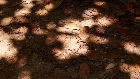 Sun reflects light and shadows on jungle floor through leaves 60fps 4k Stock Footage 154650126