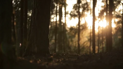 Sun reflects in the morning pine forest, romantic sunset, lovely sunrise Stock Footage 80069984