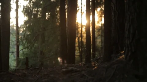 Sun reflects in the morning pine forest Stock Footage 80070075